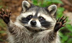 The theft of a raccoon from the Kherson zoo gave rise to many memes