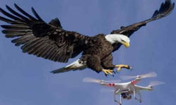 В России предложили создать эскадрилью орлов-перехватчиков дронов