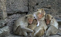 В Калуге неизвестный похитил 10 обезьян