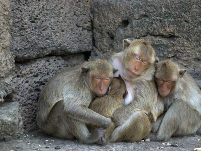 В Калуге неизвестный похитил 10 обезьян