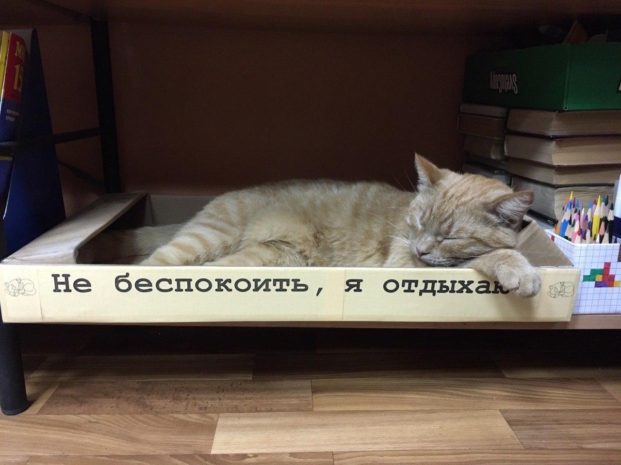 В сельскую библиотеку в Тверской области на работу взяли кота