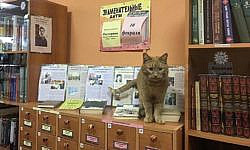 A cat was hired in the village library