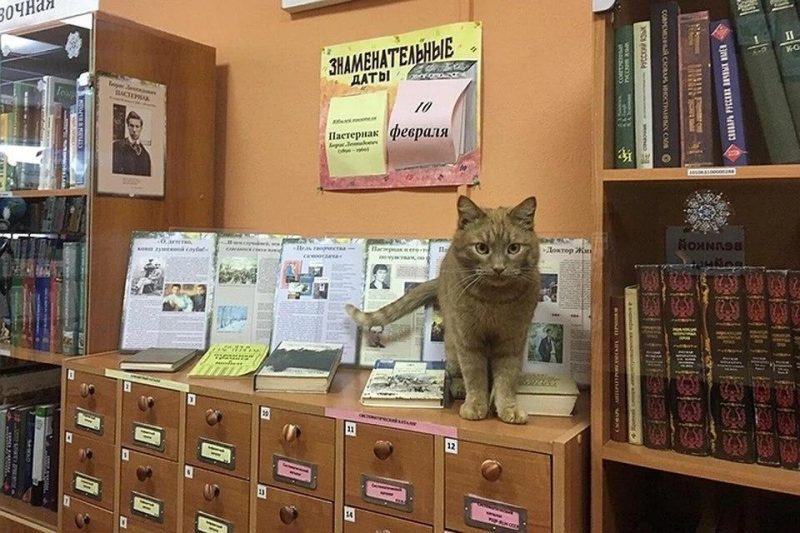 В сельскую библиотеку в Тверской области на работу взяли кота