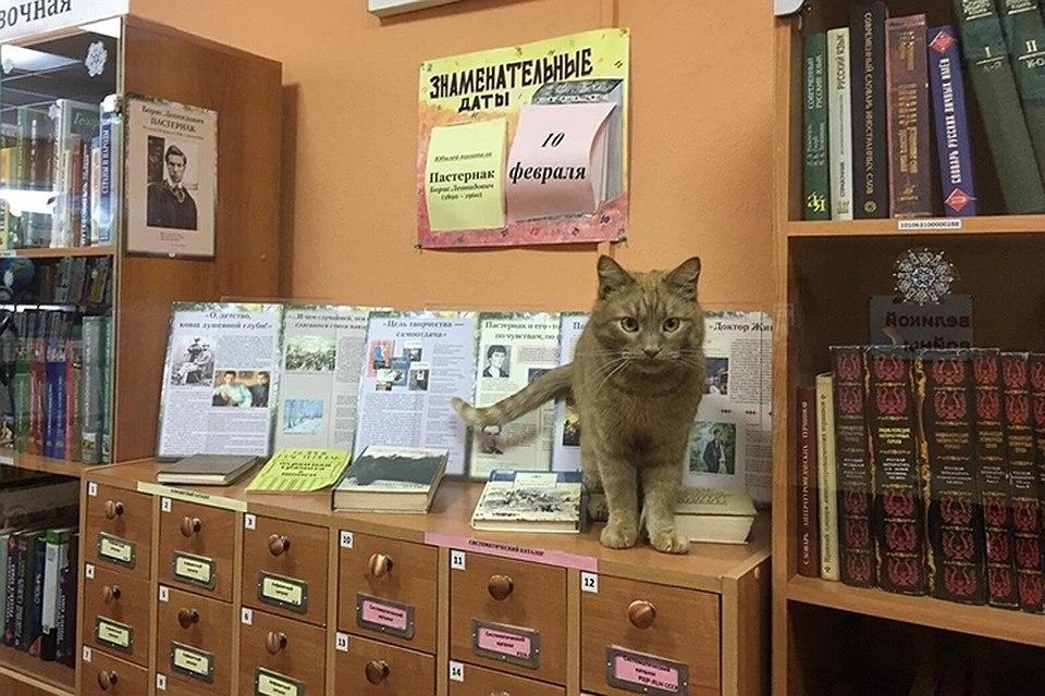 In the rural library in the Tver region, a cat was hired