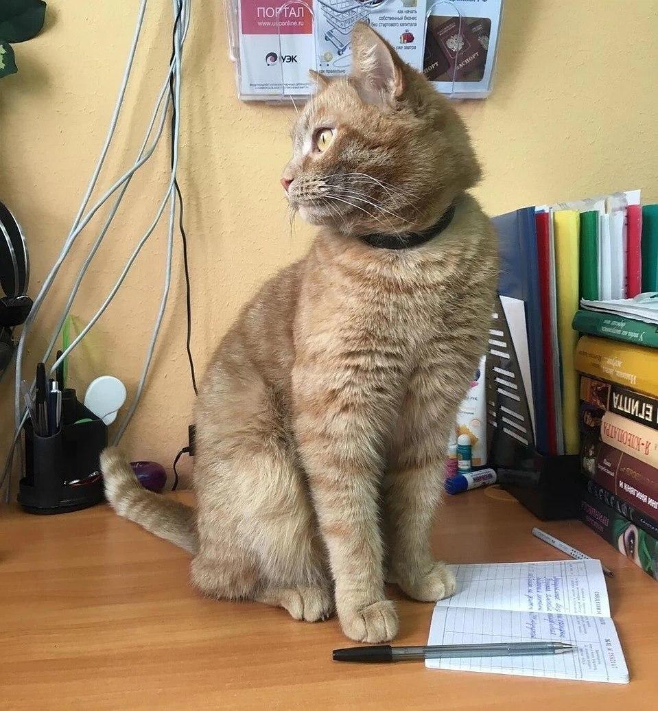 Кот и его трудовая книжка