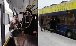 A woman was carrying a deer in a city bus