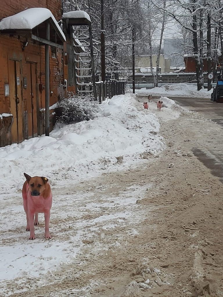 Pink dogs in Dolgoprudny