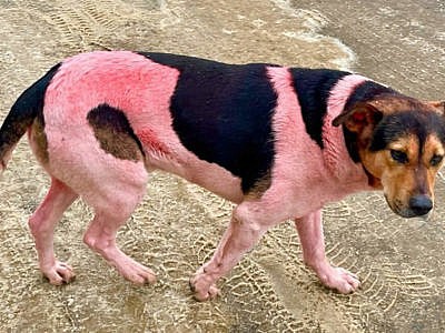 В Подмосковье бегают розовые собаки