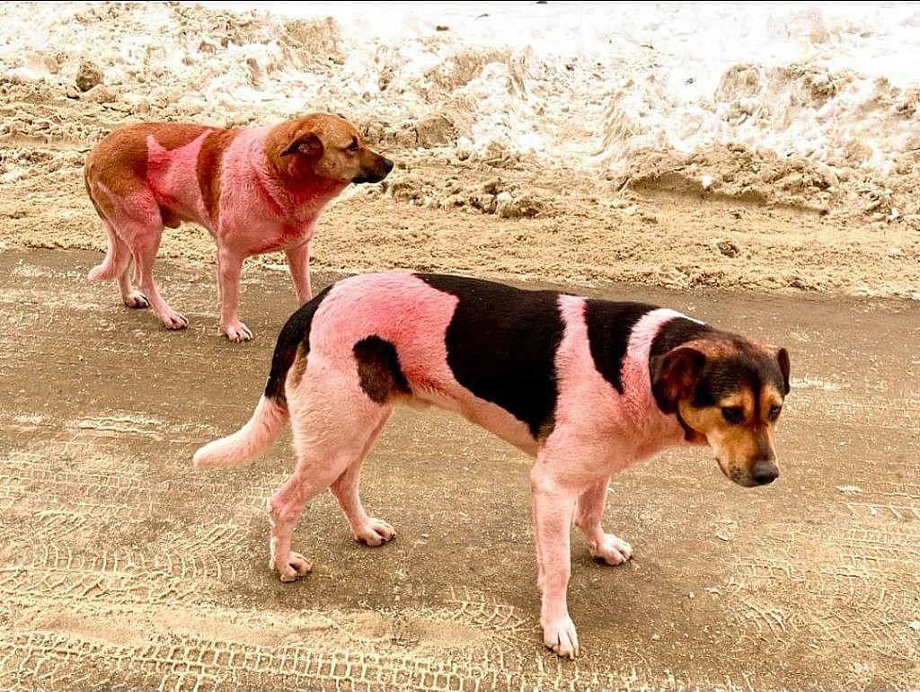 Pink dogs in Dolgoprudny