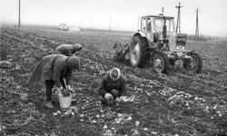 Women harvest potatoes. 80s
