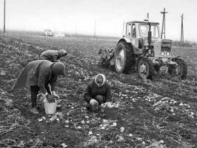 Women harvest potatoes 80s