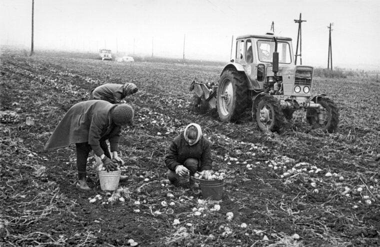 Women harvest potatoes 80s